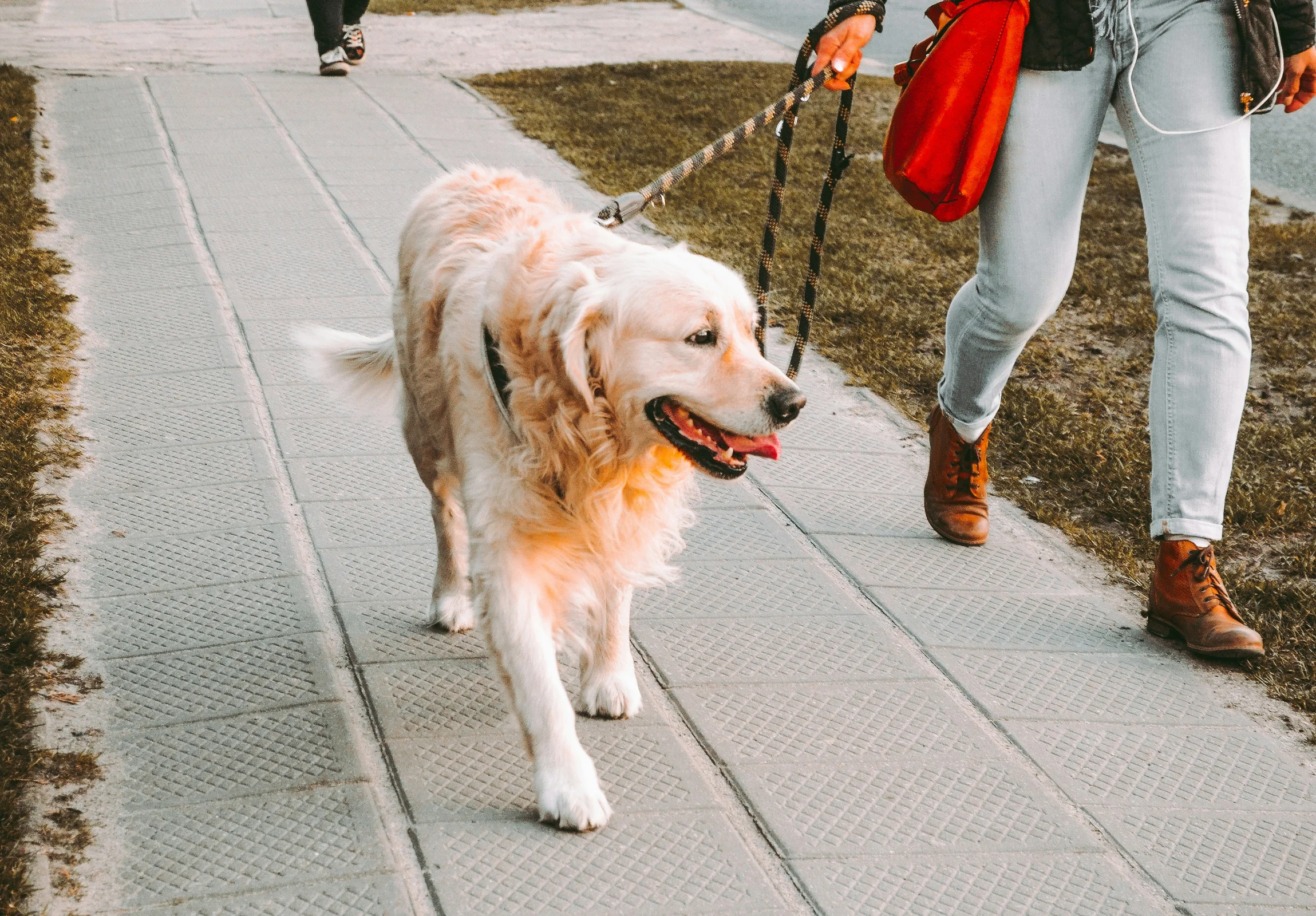 Dog walking business using an invoice template for customer billing