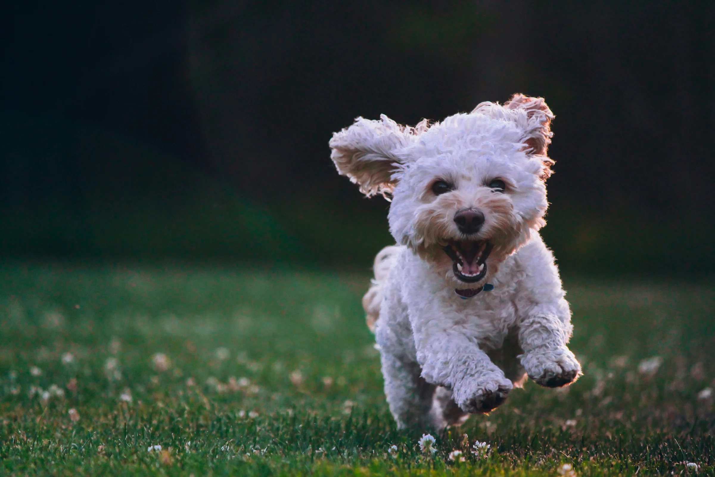 Dog walking invoice example for pet care services