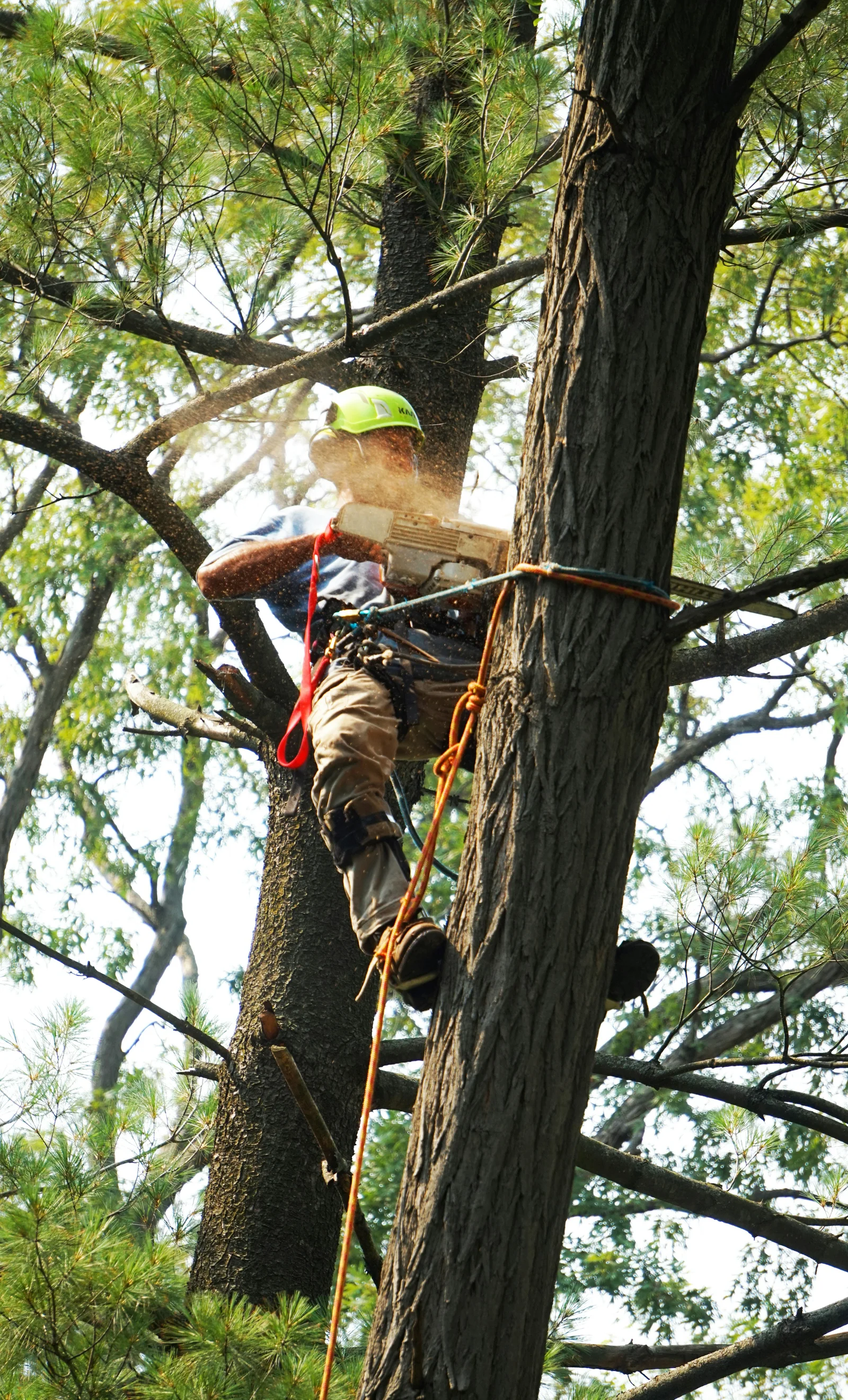 Tree service invoice example for tree removal and trimming services