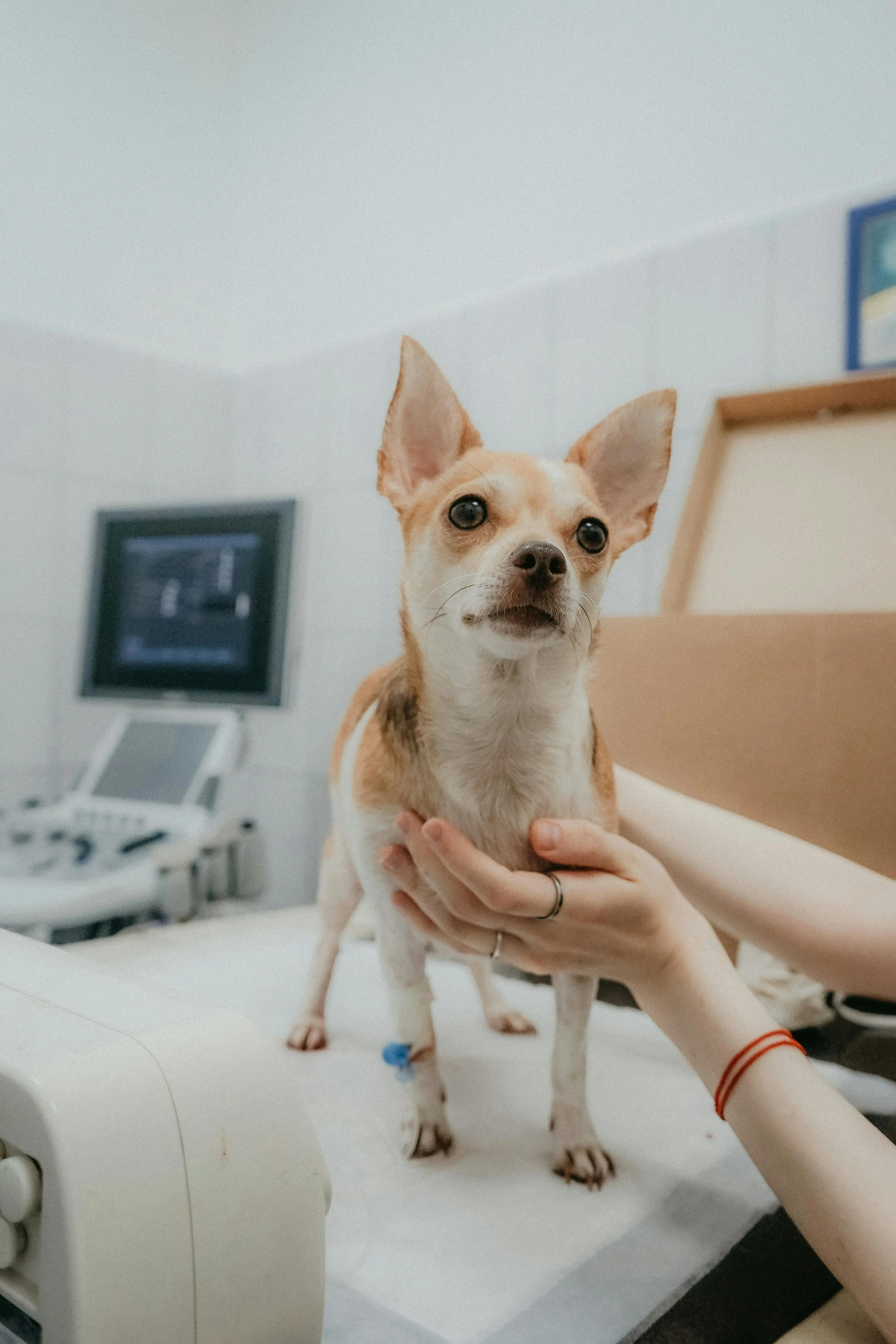 Animal clinic using a veterinary invoice template for pet healthcare billing