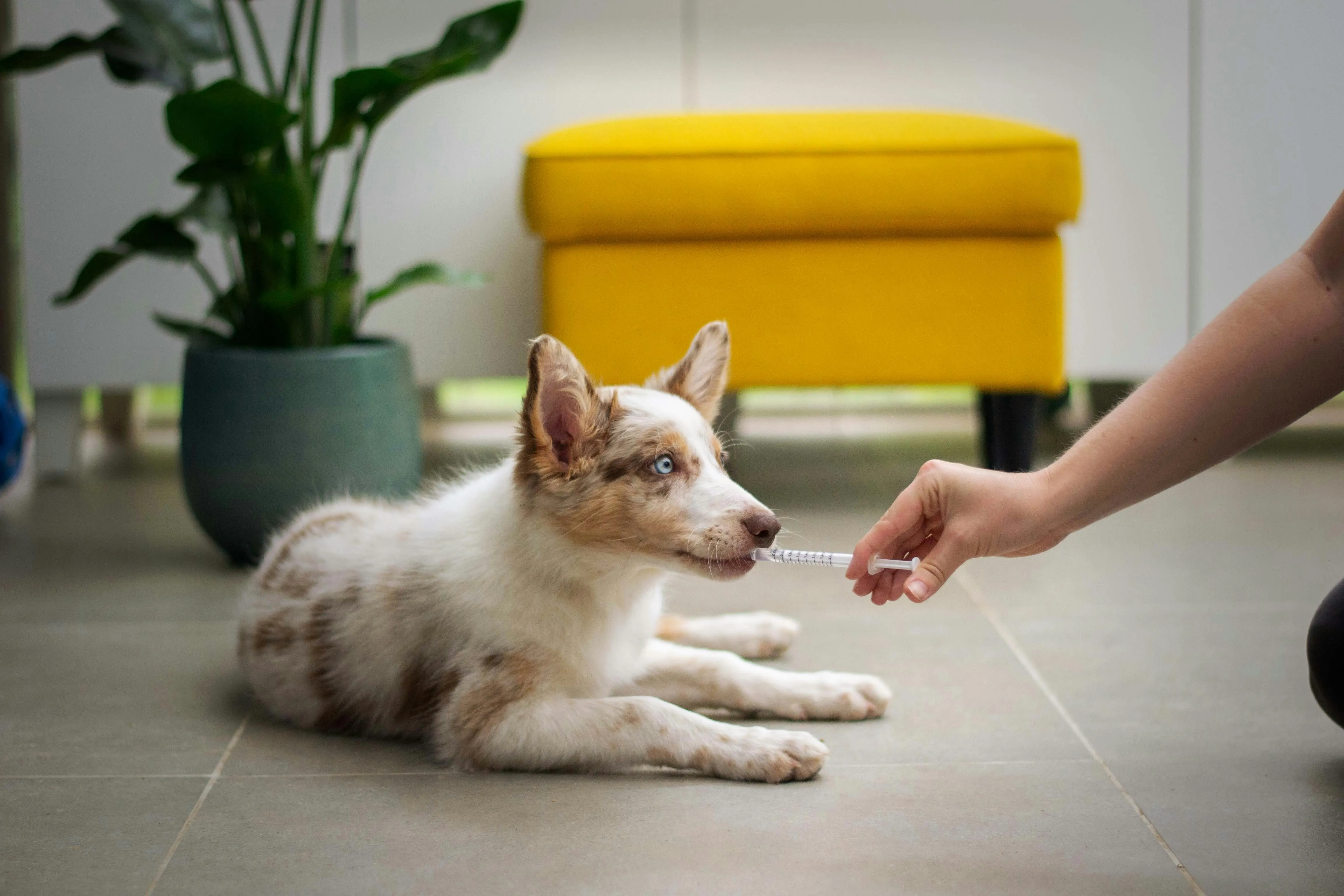 Veterinary clinic reviewing veterinary invoice examples and pet treatment records